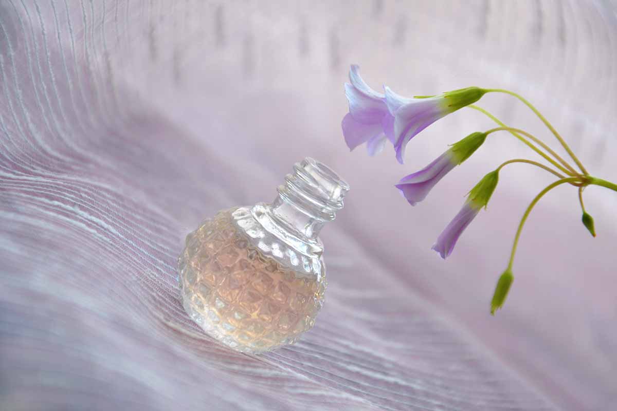 Parfüm - Düfte leicht und harmonisch 2 Parfüm Parfum Gesundheit